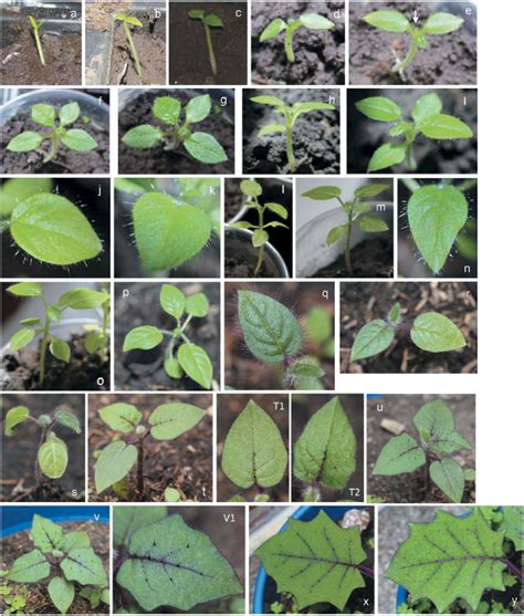 Landmark stages of seedling growth. (A) young seedling, (B-I) leaf ...