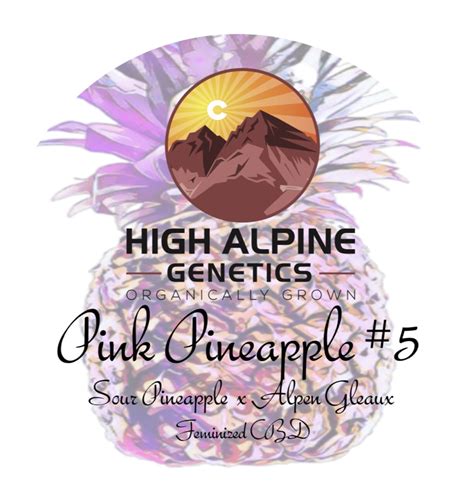 Pink Pineapple #5 - 100 Feminized Seeds