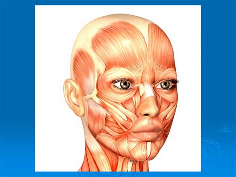 SOLUTION: Anatomy muscles of the head and neck - Studypool