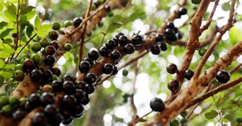 Frutas De Origem Brasileiras Fdplearn