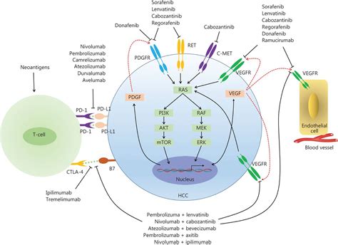 The Advanced Development Of Molecular Targeted Therapy For