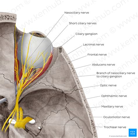 Nerves Of Orbit Superior View English Kenhub Image License Store