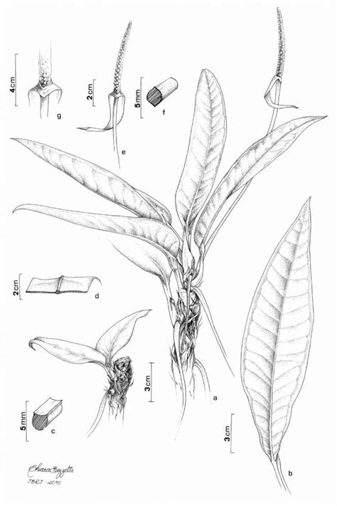 Anthurium ribeiroi Nadruz a hábito b lâmina foliar c detalhe do