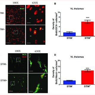 Neurogenic Effect Of LCN DBS On MD Thalamic Nucleus Chronic LCN DBS