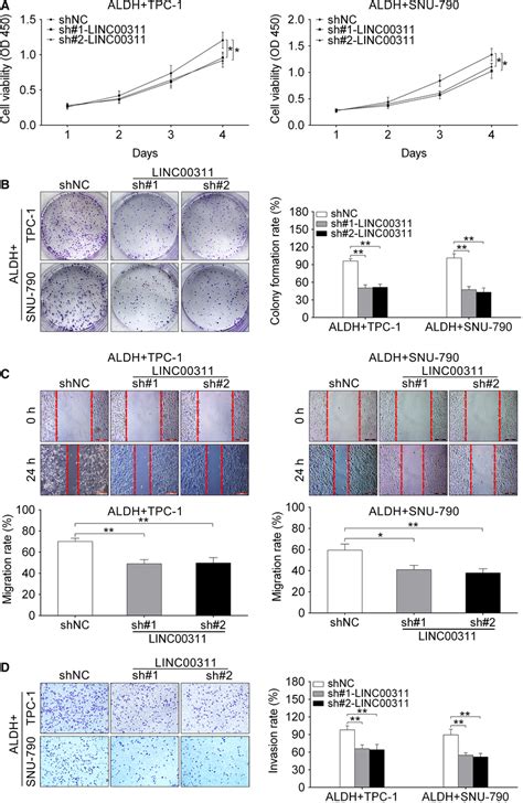 Linc Knockdown Inhibited Cell Proliferation Migration And