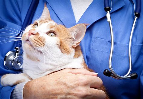 What Is Cat Parvovirus The Cause Its Symptoms The Treatments