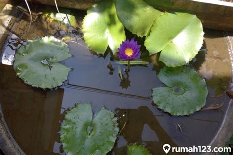 Tanaman Teratai Ini Bisa Kamu Rawat Di Rumah Simak 10 Pilihannya