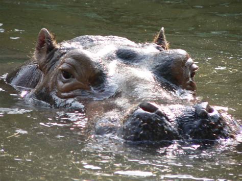 Hippopotamus Facts, Hippo Sweat, and a Natural Sunscreen - Owlcation