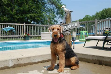 Airedale Sires