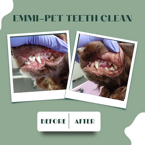 Emmi Pet Teeth Cleaning Pawticulars Pet Services Ltd