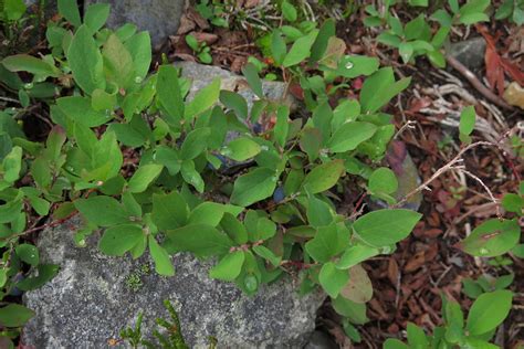 Vaccinium Deliciosum Piper Flora Orientalis Cascades Flickr