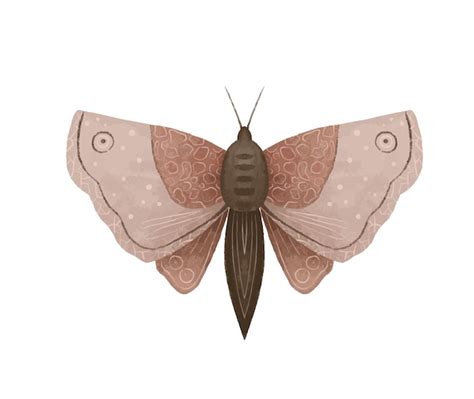 Ilustraciones de vectores de polilla de luna mística mariposa de noche