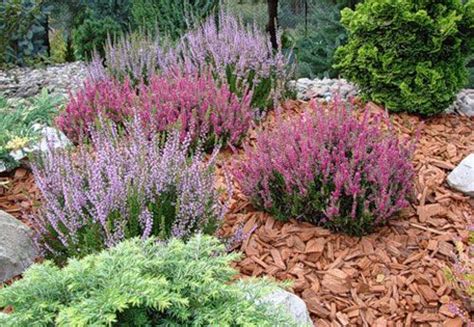 Вереск Front Landscaping, Hardy Perennials, Conifers, Evergreen ...
