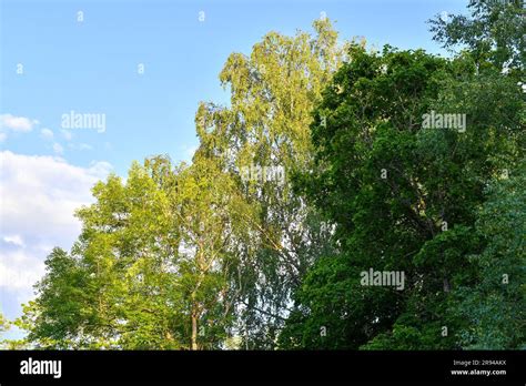 50 shades of green Stock Photo - Alamy