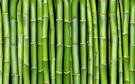 a person standing in front of a bamboo wall with their feet on the top of it