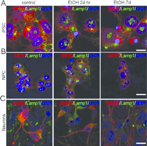 Ethanol Alters Lysosomal Patterns In Ips Cells Npcs And Npc Derived