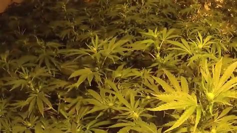 Dramatic Police Bodycam Footage Shows Moment Cannabis Farm Raided Three Jailed The Global Herald