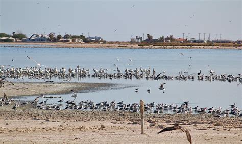 Left Out to Dry: Wildlife Threatened by Colorado River Basin Water ...