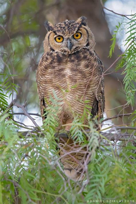 Magellanic Horned Owl | by Daniel Sziklai G. Horned Owl, Birds Of Prey ...