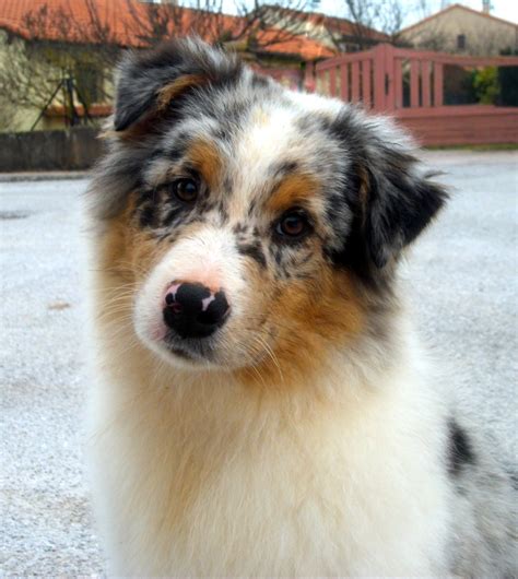 Chiot Berger Australien Bleu Merle Mois