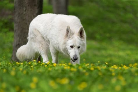 Pastor Alemão Branco No Prado De Verão Berger Blanc Suisse Foto Premium