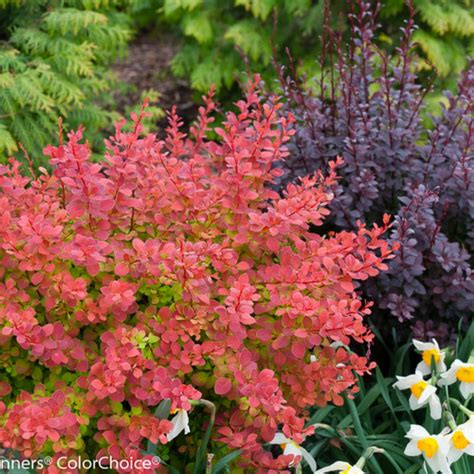 Sunjoy® Tangelo Barberry | Plant Addicts