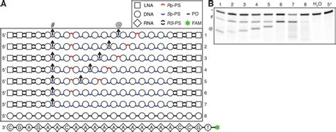 Control Of Rnase H Cleavage Site With Ps Stereoconfiguration A