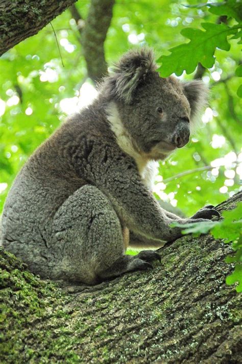 Koala Marsupial Animal - Free photo on Pixabay - Pixabay