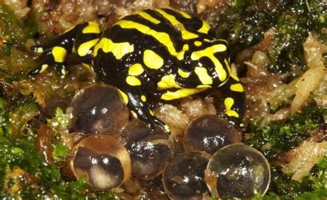 Corroboree frog - Alchetron, The Free Social Encyclopedia