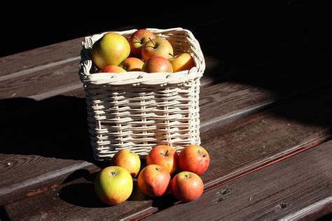 Apples Harvest Fall - Free photo on Pixabay