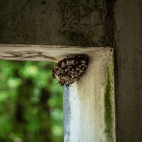 Wasp Control In Calgary Major Pest Control Calgary