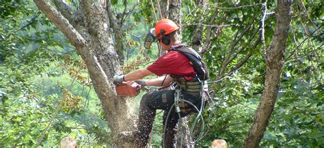 Services of Selective Cutting, Land Clearing, Shredding, Pruning and ...