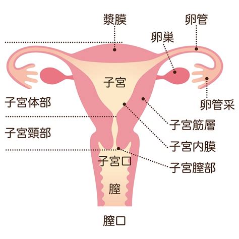 子宮筋腫・子宮内膜症・子宮腺筋症｜大阪市中央区のラ・クォール本町クリニック