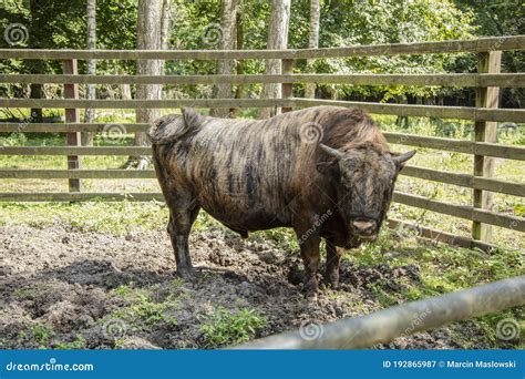 Zubron - Hybrid of Domestic Cattle and European Bison Stock Image ...