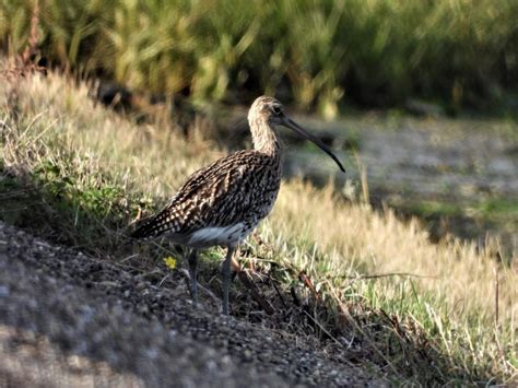 Vroege Vogels Foto Vogels Wulp Staat Op De Uitkijk