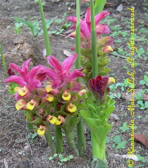 Curcuma Aeruginosa Known Locally As Temu Hitam Used As Ap Flickr