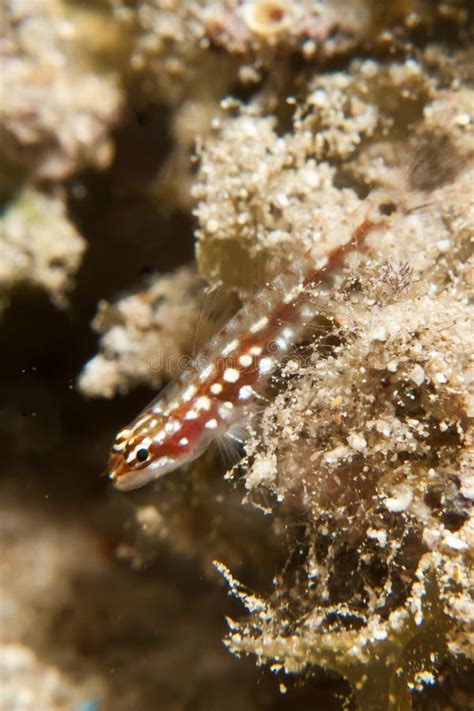 Dwarf Pygmy Goby Stock Photos - Free & Royalty-Free Stock Photos from ...