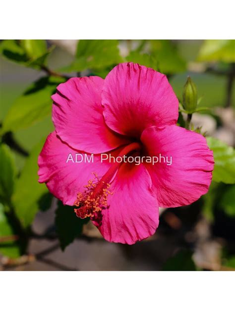 Dark Pink Hibiscus Flower Ubicaciondepersonas Cdmx Gob Mx