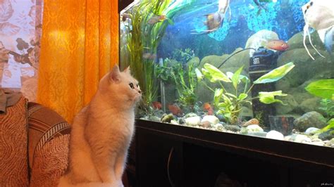 Телевизор для котика =) | Пикабу