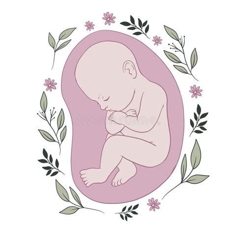 Hand Drawn Fetus Illustration Vector Illustration Stock Vector