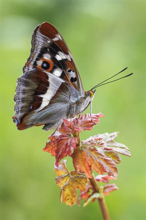 Apatura Iris Purple Emperor Gro Er Schillerfalter In Meine Flickr