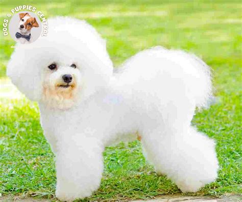 Bichon Frise Dogs - All About The Bichon Frise Dog Breed - Dog Breeds ...