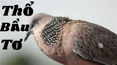 Tiếng Chim Cu gay thổ pha bầu gáy gọi liên tục thúc mồi cực hay dành