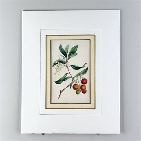 Future botanical studies will further define the gall meaning 30