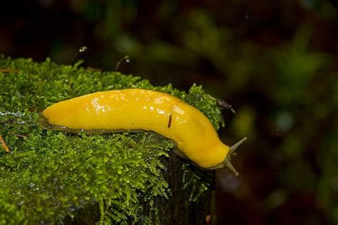 Banana Slug Slugs Animal Facts Banana