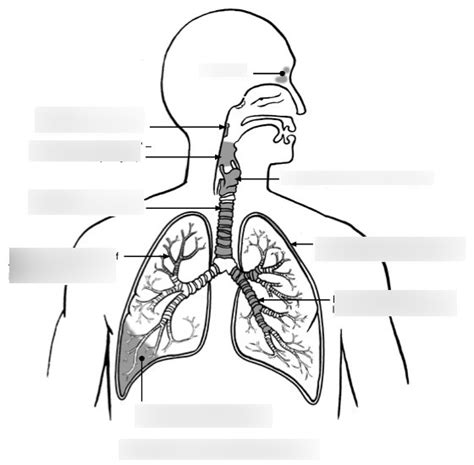 Unlabeled Diagram Of The Respiratory System