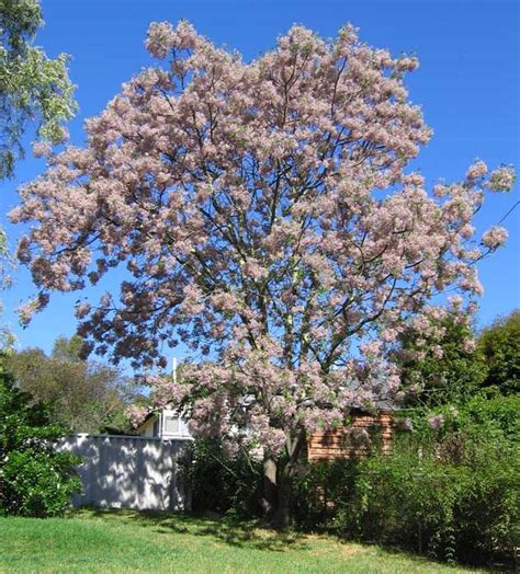 White Cedar Tree Australia Too High Site Miniaturas