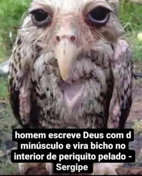 Homem Escreve Deus D Min Sculo E Vira Bicho No I Interior De