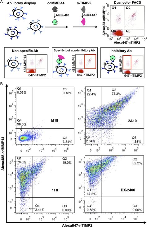 Dual Color Facs For Identification Of Inhibitory Antibodies And Epitope Download Scientific