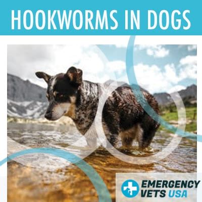 Hookworms In Dogs | Signs, Treatment And How To Prevent Them